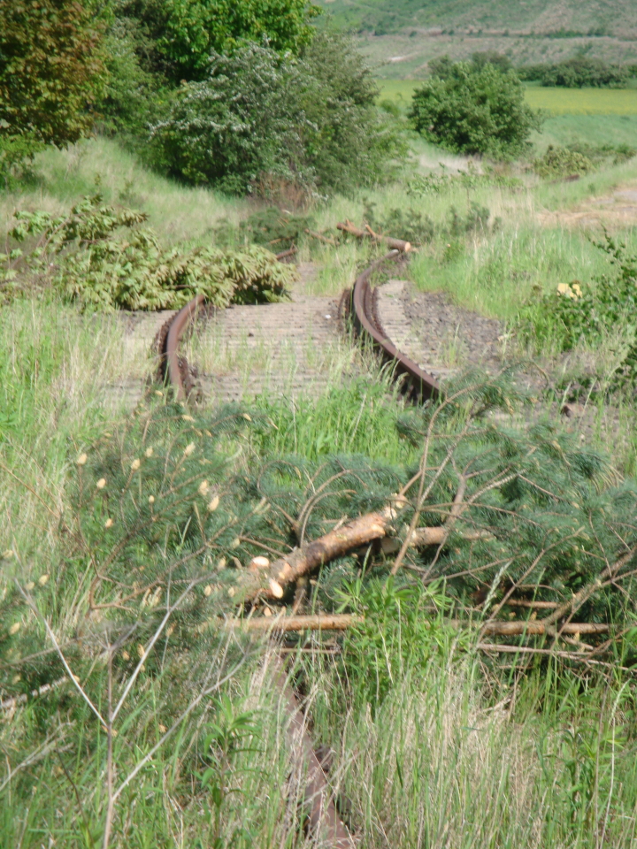 Ein fast vlig zugewachsenes Gleis zum frheren Kaliwerk in Roleben; 12.05.2012 (Foto: Gnther Gbel)