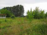 Die Natur hat auf den ehemaligen Gleisanlagen im Bf Laucha die Oberhand bernommen...; 06.06.2011
