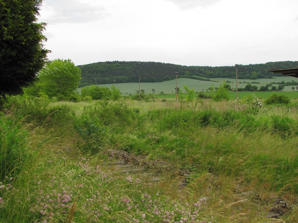 Von den ehemaligen Güter- und Rangiergleisen im Bf Laucha ist durch den starken Graswuchs kaum noch etwas zu erkennen; 06.06.2011