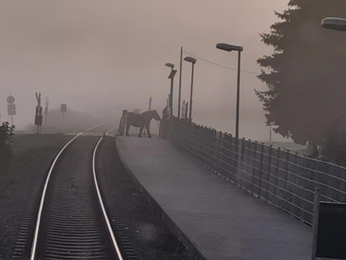 Ein Pony am 06.11.2020 am Haltepunkt in Wangen. (Foto: Der Lokführer)