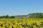 Start Mitteldeutschland 1648 xxx als RB 80548 von Naumburg (S) Ost nach Wangen (U), am 02.07.2025 auf der #nstrutbahn bei Roßbach. (Foto: Wolfgang Krolop)