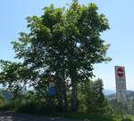 (206'889) - Bergpoststrasse und verschiedene Verkehrszeichen, die auf den Bus hinweisen am 30. Juni 2019 auf der Lderenalp